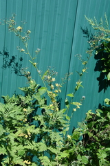 Lactuca raddeana