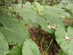 Satyrinae