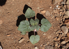 Proboscidea parviflora