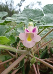 Proboscidea parviflora