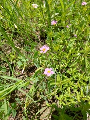 Oxalis obliquifolia