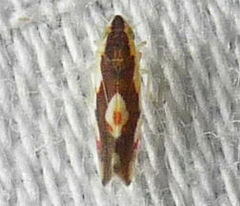 Erythroneura aclys