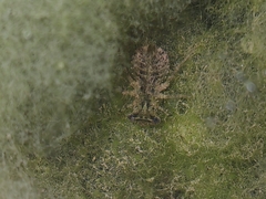 Orthetrum sabina