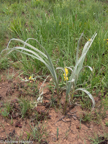 Silver-leaved star-flower (Hypoxis rigidula)