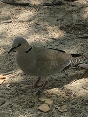 Streptopelia capicola damarensis