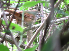 Cantorchilus modestus