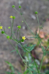 Ranunculus tachiroi