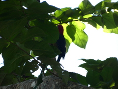 Melanerpes radiolatus