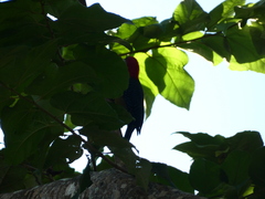 Melanerpes radiolatus