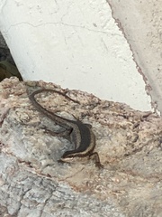 Trachylepis spilogaster