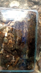 Cottus gobio