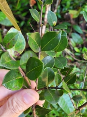 Myrcia citrifolia