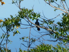 Patagioenas leucocephala