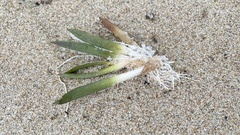 Hydrocharitaceae