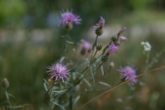 Centaurea stoebe