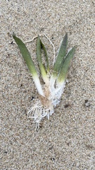 Hydrocharitaceae
