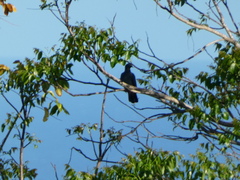 Patagioenas leucocephala