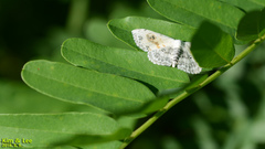 Scopula indicataria
