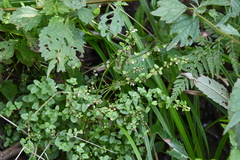Scutellaria dependens