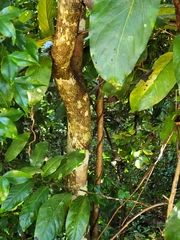 Pisonia roqueae