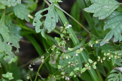 Scutellaria dependens