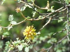 Diadasia