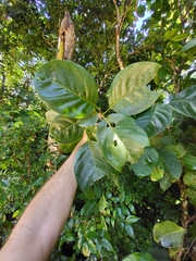 Pisonia roqueae