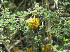 Diadasia