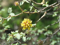 Diadasia