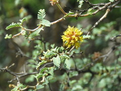 Diadasia