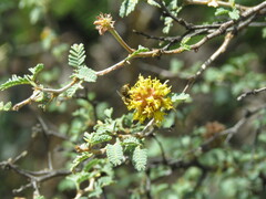 Diadasia
