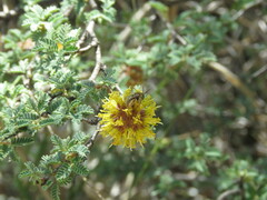 Diadasia