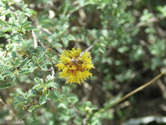 Diadasia