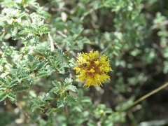 Diadasia