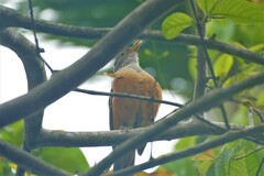 Turdus rufiventris