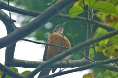 Turdus rufiventris