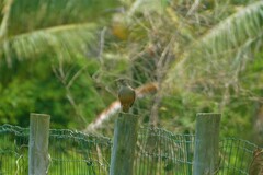 Turdus rufiventris