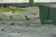Turdus rufiventris