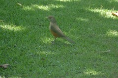Turdus rufiventris
