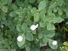 Dais cotinifolia