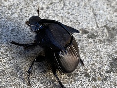 Phanaeus triangularis