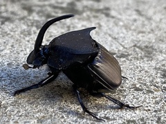 Phanaeus triangularis
