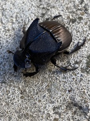 Phanaeus triangularis