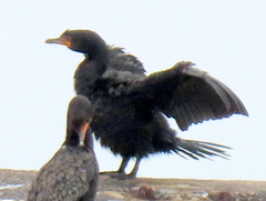 Microcarbo coronatus