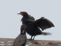 Microcarbo coronatus