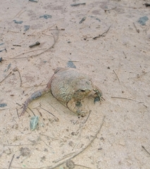 Physalaemus nattereri