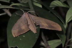 Marumba cristata bukaiana