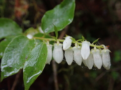Lyonia ovalifolia