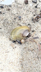 Lampsilis siliquoidea