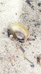 Lampsilis siliquoidea